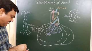 Development of Heart part 910 by Dr A K Singh [upl. by Schultz]