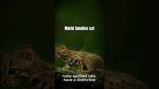 A rusty spotted catanimals facts shorts [upl. by Enedan]