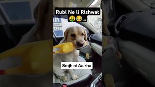 Rubi Ne Li Injection k Badle Rishwat 🤑 ll labra rubi ll doglover labrador youtubeshorts shorts [upl. by Sillihp937]