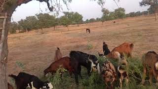 desi Goat farming bakri palan karna [upl. by Haizek886]