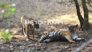 TIGER MATING IN RANTHAMBHORE PHOTOGRAPH BY B A MAHIPALA [upl. by Idzik742]