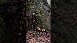 We unwittingly disturbed their peace🫣🫣🫣 nature salamander austria [upl. by Berkley59]