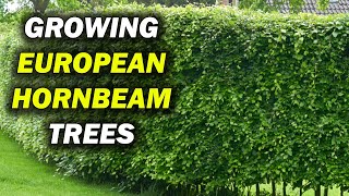 How To Grow Carpinus Betulus European Hornbeam Trees [upl. by Cynthia590]