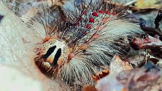 Lymantria Dispar Dispar LDD moth or Spongy Moth  Caterpillar Female adult and eggs [upl. by Ysle56]