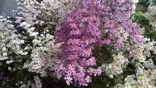 Schizanthus flower display at Ballarat bonatical garden [upl. by Acissaj841]