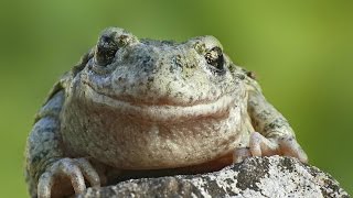 Faune et Flore  La grenouille et le crapaud  Documentaire animalier [upl. by Ecyob]