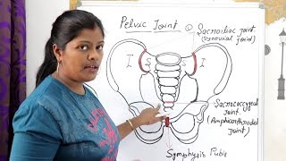 PELVIC SACROILIAC SACROCOCCYGEAL SYMPHYSIS PUBIS AMPHIARTHRODIAL JOINT WITH FIGURE LECTURE IN HINDI [upl. by Lash673]