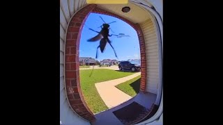 Wasp ding dong ditches a house 3 [upl. by Nosyarg236]