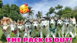 Making A New Intro  Playing Out  Husky Pack TV [upl. by Nadeen]