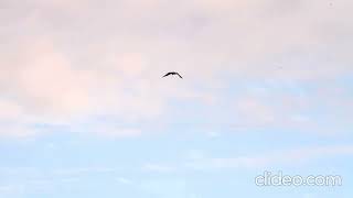 Blackshouldered Kite [upl. by Atat]