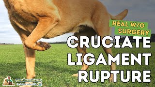 Cruciate Ligament Rupture in Dogs Healing Without Surgery Part 1 [upl. by Fonville]