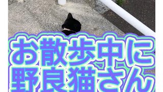 【しゃべる猫】お散歩中に野良猫さんと対面し会話したよ [upl. by Ariaes]