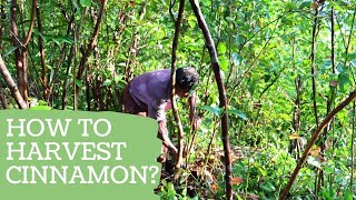 How to harvest Ceylon Cinnamon [upl. by Radnaxela]