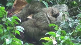 Baby Three Toed Sloth [upl. by Lanod498]