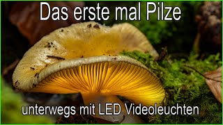 Im herbstlichen Wald mit LED Lichtern [upl. by Chivers]