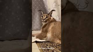 Gosha is on a Diet  Big Floppa caracal [upl. by Aivax318]