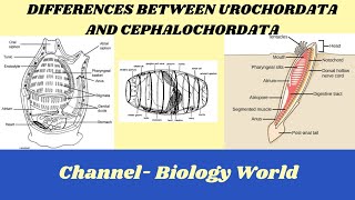 Differences between Urochordata and Cephalochordata  Urochordata and Cephalochordata [upl. by Aidnyc]