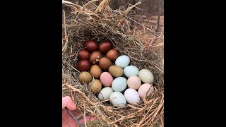 Chicken breeds you need for a colorful egg basket [upl. by Aihtnyc171]