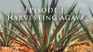 How Patrón Tequila Is Made  Preparing amp Harvesting Agave  Ep1 [upl. by Anehs406]