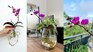 Strange idea Growing Orchids in water improving indoor living space [upl. by Imoan868]