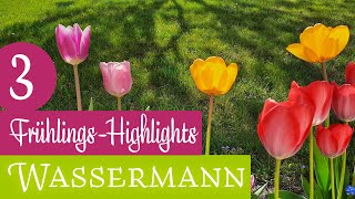 WASSERMANN ♒️  3 FRÜHLINGSHIGHLIGHTS 🌷🌷 2024 Orakel Kartenlegen Frühlingsorakel Frühlingsbotschaft [upl. by Irtak788]