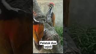 burung pelatuk bawang jinak burung kicaumania burungcantik burungkicau burungunik [upl. by Ohaus]