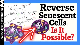 REVERSE Senescent Cells amp RENEW Proliferation With Resveralogues [upl. by Charmian]