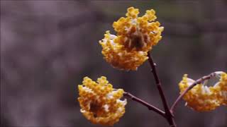 ミツマタの花・三椏・Edgeworthia chrysantha 満開黄色の小さい花 [upl. by Zitah178]