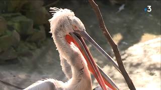 Comment les animaux du zoo de Maubeuge viventils le froid de lhiver [upl. by Minne]