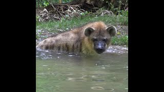 Hyena goes for a swim at Saint Louis Zoo [upl. by Tnert708]