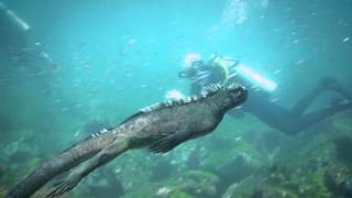 Marine Iguanas [upl. by Wesla]