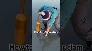 How to get razor clam explore pnw howto learningvideos clamdigging explorepage pnwlife [upl. by Montanez]