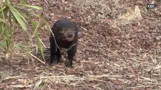 Tasmanian devil Sarcophilus harrisii HD [upl. by Alyssa]