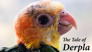 THE TALE OF DERPLA  The Parrot that refused to die [upl. by Bollen]