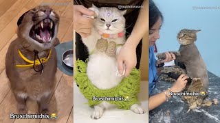 Videos de Gatos Más Virales del Año 😹 ¡Ríete Con Estos Momentos Épicos 😹  BRUSCHIMICHIS [upl. by Clarise]