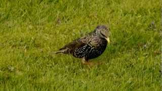 Common Starling or European Starling Sturnus vulgaris  Star 1 [upl. by Teerprug]