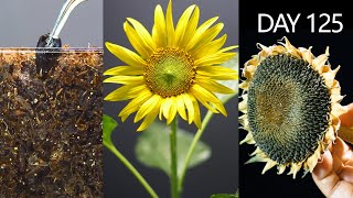 Growing Sunflower Time Lapse  Seed To Seeds In 125 Days  Mr Garden [upl. by Nesrac]