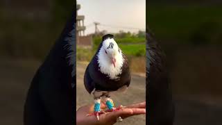 Hand tren kabutar 🕊️shorts kabutershorts panjabikabutar deailyvlog pigeonstatus pigeonvlogger [upl. by Oiluig356]