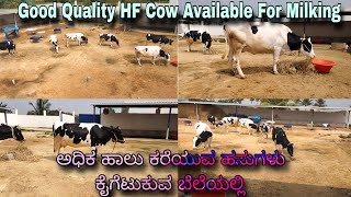 2030Ltr Best Quality HF Cow Bangalore Chinatamani Area  High Yield Cows Reasonable Price [upl. by Tiedeman]