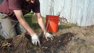 planting a Red Aronia berry bush [upl. by Barbie692]