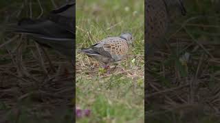 European turtle dove pair foraging  Pereche de turturele hrăninduse [upl. by Dorrahs]