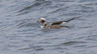 Birding Finland and Varanger 69 Smelror Kiberg and Vadsø area [upl. by Mckenzie814]