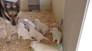 White German Shepherd puppies 4 weeks old meet Aurora Donner Trillian Cinnamon and Merlin [upl. by Neiman333]