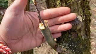 Medlar grafting on hawthorn in the micro forest  an undead elder tree [upl. by Lira]