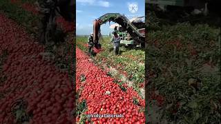 टमाटर की खेती से लाखों की कमाई कैसे करते हैं  tomato farming farming tomato [upl. by Comstock166]