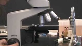 Using the oilimmersion lens on a compound microscope [upl. by Hteazile573]