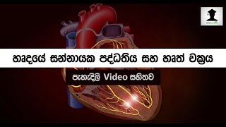 හෘදයේ සන්නායක පද්ධතිය සහ හෘත් චක්‍රය😉 hardaye sannayaka paddathiya  heart cycle sinhala ❤❤ [upl. by Niraj625]