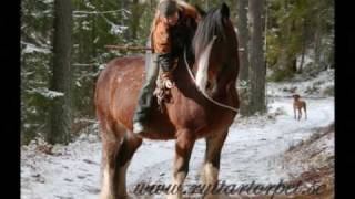 Shire Horses The Gentle giants [upl. by Kall]