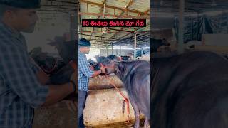 13 ఈతలు ఈనిన మా గేదె 13th Lactation animals in our dairy heifer farming dairy farm [upl. by Bergquist]