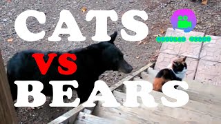 Cats VS Bears Compilation Why are bears afraid of cats [upl. by Adnorhs]